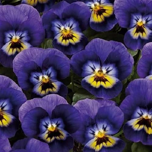 Helza Stiefmütterchen Twix Blue and Yellow, Blau und Gelb, Holländische Veilchen, 200 stück, Blumensamen für Garten und Balkon, Pflanzensamen, Saatgut von Kulturpflanzen