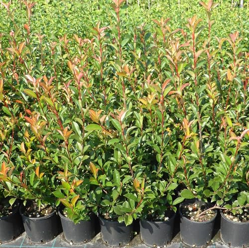 Photinia compacta carrè rouge, 8 piante alte 30/40 cm, vaso Ø15
