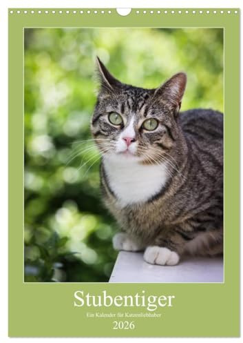 Stubentiger (Wandkalender 2026 DIN A3 hoch), CALVENDO Monatskalender: Wir drei sind frech, faul und gefrässig (CALVENDO Tiere)