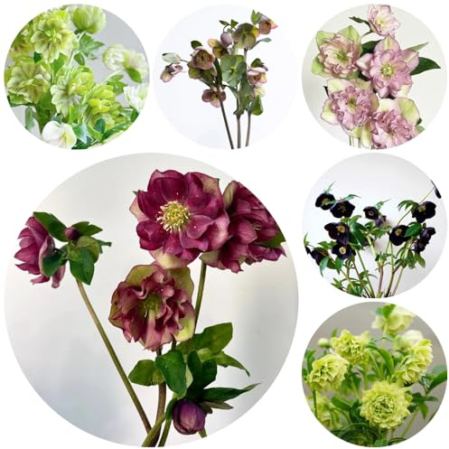 Semillas de rosa de Navidad - balcón, primavera exóticas rosa navideña resistente, exterior Cama elevada perennes 750pcs