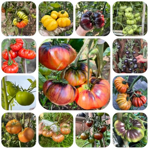 tomatensamen alte sorten - winterharte garten, bodendecker mehrjährig 800pcs