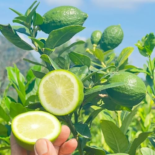 semillas de limonero, resistentes raras exterior, orgánicas 50pcs