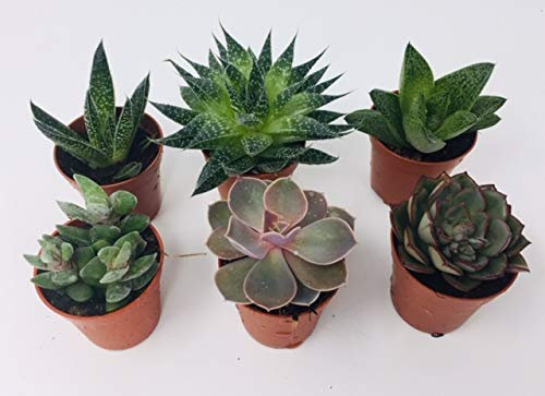 6 x Aloe Vera - Succulent Plant Mix - 3 Aloe Vera - 3 Succulents - Indoor Pot Plant