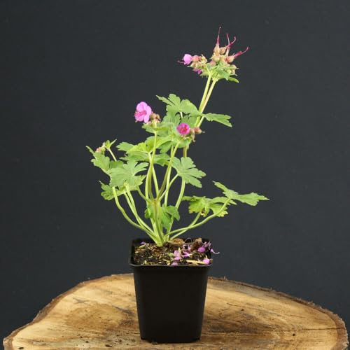 12 Stück Geranium macrorrhizum von INTRAGARTEN | Balkan Storchschnabel lila-rosa | winterharter Bodendecker im 9cm Topf