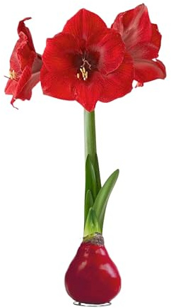 Waxed Amaryllis Bulb – Red Wax with Red Blooms – Live Holiday Gift Plant, Easy Care, No Watering Needed