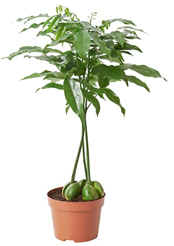 Castaño Australiano Natural El Elegante Árbol de Larga Vida Ideal para su Hogar