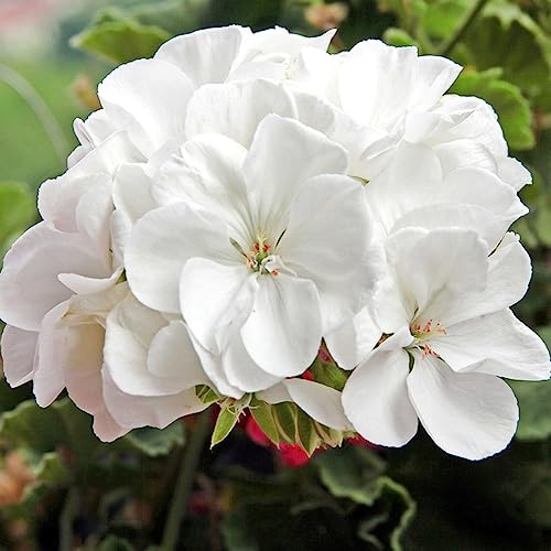 geraniensamen - indoor alte sorten seltene steingarten topfpflanzen deko büro gewächshaus balkon balkongarten gartenblumen balkonblumen hochbeet bio pflanzensamen zimmerpflanze 180pcs
