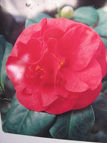Camellia japonica Lady Campbell - Japanische Hochstamm-Kamelie 80