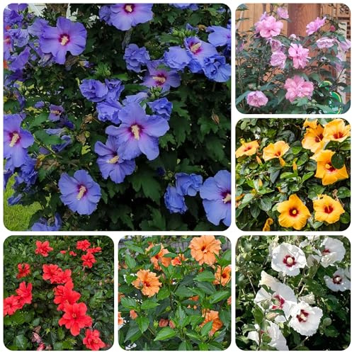 Semillas resistentes de hibisco - Camas elevadas cobertura del suelo jardín decoración 550pcs