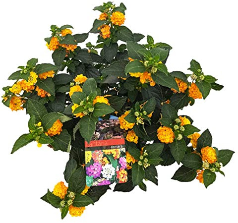 Lantana Natural Planta de Exterior Típica del Jardín Mediterráneo
