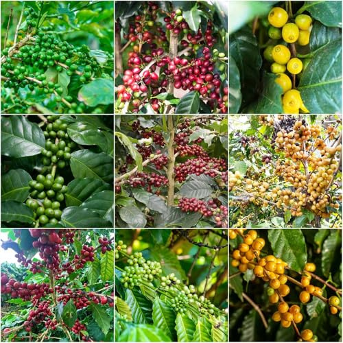 Kaffeepflanze - kräutersamen winterharte balkonpflanzen pflanztöpfe winterharte balkon hochbeet garten gartenpflanzen hochbeete für garten 15samen