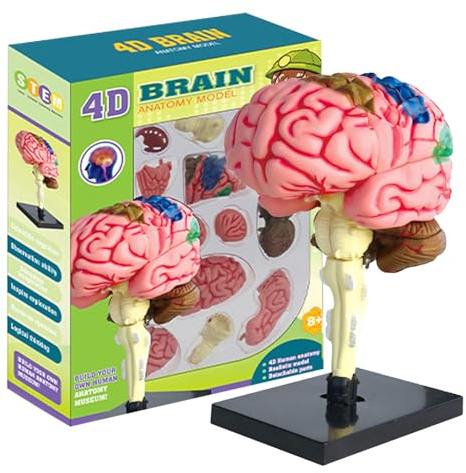 Modelo de cerebro humano – Ayuda de enseñanza para nervio cerebral humano y estructura del tronco cerebral, modelo anatómico de 2.75 x 3 x 4.33 pulgadas, modelo de enseñanza de modelos Med | Arteria