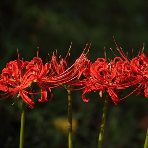 Bulbi di Lycoris/misto/bulbi di giglio ragno rosso selezionati/tolleranti al freddo e alla siccità/adatti per la decorazione di giardini e balconi【NVNJHJN】-3 bulbi-C