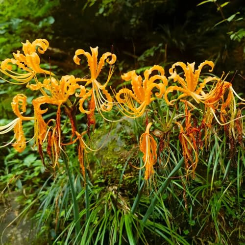Lirio araña - lycoris radiata -de sangre en maceta, de silvestres, jardín primavera silvestres balcón Cultivando jardín en un balcón, 6bulbos