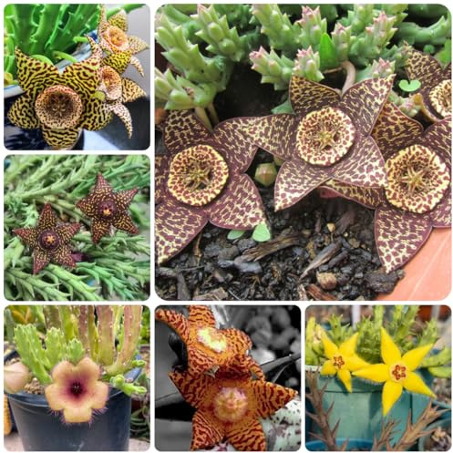 stapelia - d'appartamento sempreverdi stapelia succulente balcone decorazione rara giardino giardino roccioso, in vaso Mix di grasse per 75semi