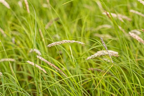 Melica ciliata 9x9 cm Topf – Winterhart, Mehrjährig, Pflegeleicht – Zottenhirse – Ziergras für Steingarten & Trockenbeete