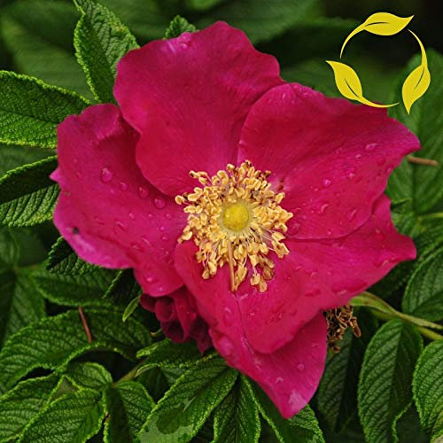 RED ROSE RUGOSA Rosa rugosa Rubra 10 SEMI