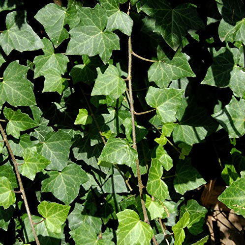 Großblättriger irischer Efeu 20-30cm - Hedera helix hibernica - lebende Gartenpflanze aus den Baumschulen