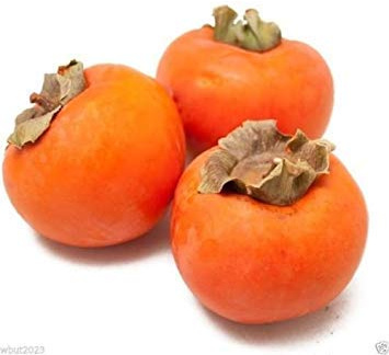 Plaqueminer japonais, plaqueminer asiatique (Diospyros kaki-Fuyu) arbre arbuste: PAQUET DE 100 GRAINES