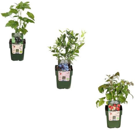 Set di piante da frutto composto da 3 specie - Rubus idaeus - Vaccinium corymbosum - Rubus fruticosus - 20cm - Ø13cm - Pianta da giardino - Verdure e frutta