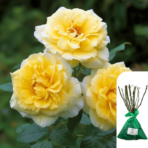 1 x Rosa Summertime - RHS Award of Garden Merit - Terrassenkletterer mit gelben Blütenbüscheln - Wiederholungsblüten für Rankgitter, Wand oder Terrasse