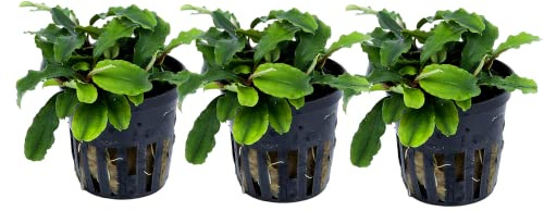 AquaOne Akvarieväxt 3 stycken Bucephalandra pygmaea Bukit Kelam I vattenväxt akvarieväxt rotstock/rhizom helt rotad, lätt att rengöra aquascaping dekoration