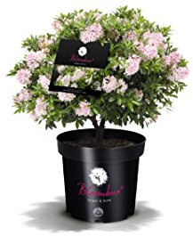 !!WELTNEUHEIT!! Bloombux® – Flower & Form by INKARHO® 25-30 cm breit im 2 Liter Pflanzcontainer