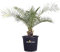 Pianta di Phoenix Canariensis Pianta di Palma delle Canarie palma in vaso Palma delle Canarie ornamentale pianta da giardino pianta vera venduta da eGarden.store (Vaso 40 cm)