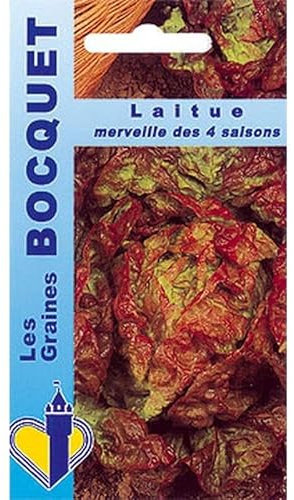 Sachet de graines de Laitue d'été Merveille des 4 saisons - 4 g - légume feuille - LES GRAINES BOCQUET