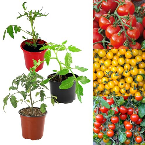 Carbeth Plants Tomato Plant Mix - 3 Units in 9 cm Pots - Mix of Growing Tomato Plants - Perfect for Beginners Ready to Plant Cherry Tomatoes