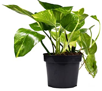 Poto Natural la Planta de Interior que te Ayudará a Crear un Espacio Acogedor y Cálido