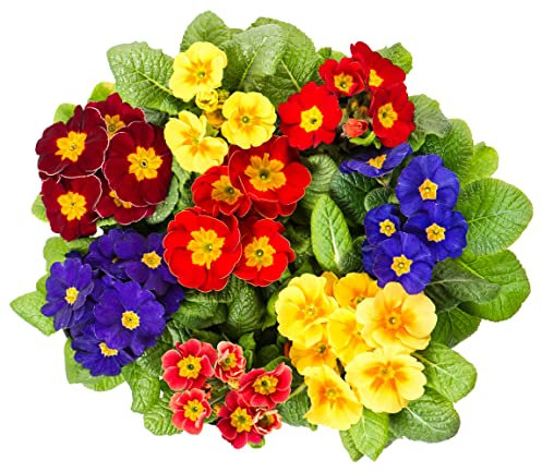 Primula Plants, 'Multicolours Mix', 20 x Full Plant Pack, Winter Bedding Plants, Winter Primulas, Garden Flowers, Garden Ready and Ready to Plant, Premium Quality Flowers