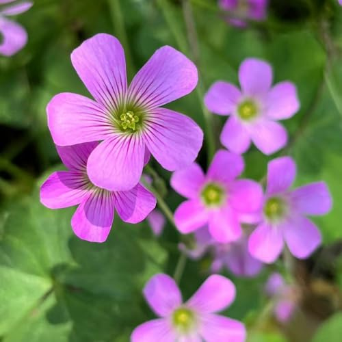 bulbi Oxalis triangularis - giardino del delle letto elevato Trébol la fortuna resistenti Letti elevati giardino ufficio 4pcs