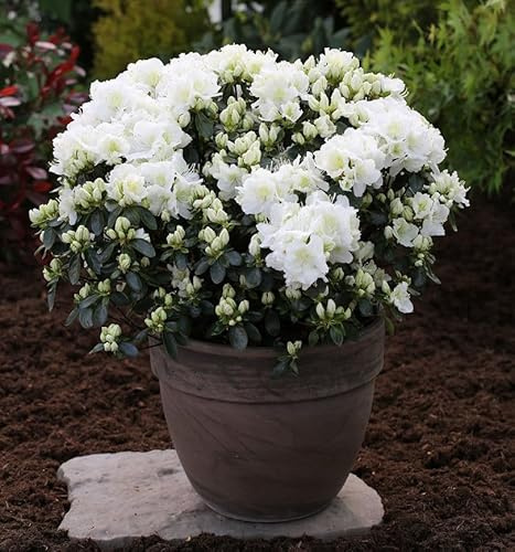 Japanische Azalee Feenkissen 30-40cm - Rhododendron obtusum - Zwerg Alpenrose - lebende Gartenpflanze aus den Baumschulen