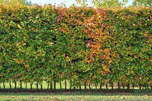 50st. Hainbuchen 125-150cm ohne Topf gemessen Heckenpflanzen Carpinus betulus Hecke Weißbuche Gartenhecke Hainbuche Heckenpflanzen
