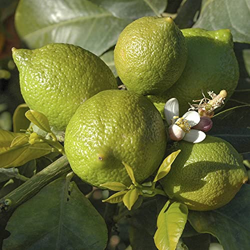 YouGarden Large Citrus Lime Tree in 4 Litre Pot, Supplied Garden Ready to Plant, Grow Your Own