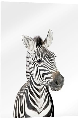 Posterlounge Babyzebra Acrylglasbild von Sisi And Seb 30 x 40 cm Wandbilder Wanddeko