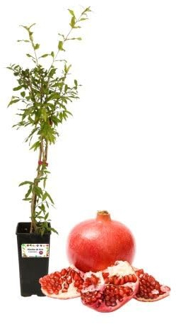 P. Piantine da Orto | Melograno Wonderful (da spremuta), Vaso da 2L, Pianta Pronta per Il Trapianto, Pianta Vera da Orto, da Balcone e da Esterno, Vivaio Italiano