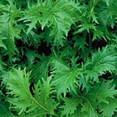 PREMIER SEEDS DIRECT Mustard - MIZUNA - 1000 Seeds - Organic