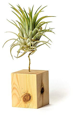 PLANDAIRE - Piante Tillandsia Vera Sospesa Rubra con Supporto - Piante Aeree Vive - Pianta Figlia del Vento Pianta Vera da Interno - Air Plant - Piante da Casa Piante d'Aria (Legno di Pino)