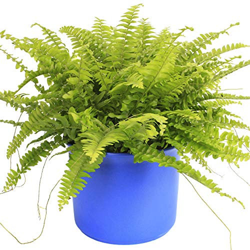 Fougère de Boston | Plante d'intérieur Attrayante | de 25 à 35 cm avec Pot à Vendre