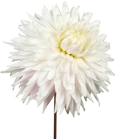 Dahlienzwiebeln 7 x ’Kiev’ – The Bulb Farmers - Sommer – in den Niederlanden gezüchtet - Dahlien Zwiebeln – Blumenzwiebeln