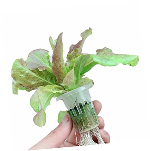 BESPORTBLE 50stücke Netztöpfe Für Hydrotopf Kultur Stabile Kunststoff Körbe Mit Löchern Für Aeration Geeignet Für Hydrokultur Zimmerpflanzen Orchideen Uv-beständig Und Einfach Zu Handhaben