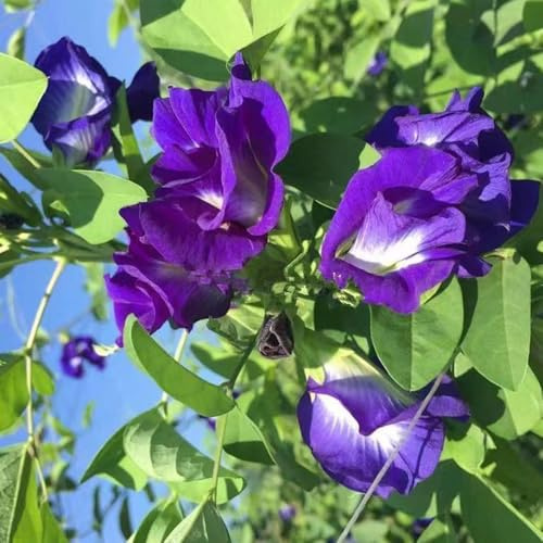 schmetterlingserbse schmetterlingsflieder herbstblumen extrem winterharte kübelpflanzen rankpflanze winterharte stauden für pralle sonne kräuterpflanzen pflanzenkübel schnittblumen 30samen