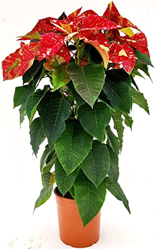 POWERS TO FLOWERS - STELLA DI NATALE VARIETA' GLITTER, AD ALBERELLO, ALTEZZA 90CM, vaso 19cm, piante vere