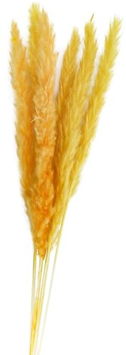 Getrocknetes Pampasgras 6 Stück 65-75 cm lang Trockenblumen Deko Floristik dekorativ Geburtstag Hochzeit Blumen-Deko (Gelb)