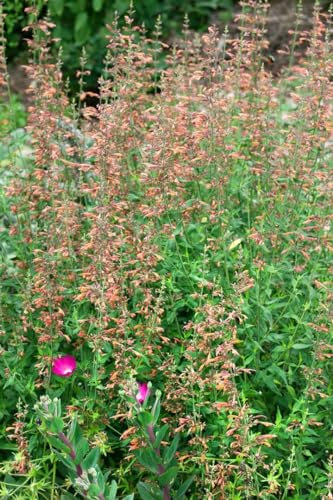 Agastache barberi 'Firebird' ca. 11x11 cm Topf - Duftnessel, leuchtend orange Blüten, Blütezeit Juli-Oktober, bienenfreundlich, ideal für Kübel, pflegeleicht