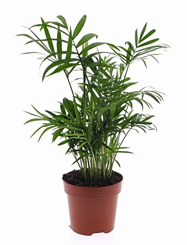 Palmera de Interior DECOALIVE Palmera de Salón Planta Natural Palmera para Decorar el Hogar