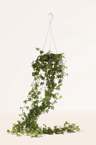 Hiedra Helix Eva - Planta Natural - Interior y Exterior - April Plants - Altura: 100-120 cm