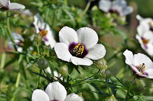 Echter Eibisch (Althaea officinalis) Samen. Arznei-Eibisch Heilpflanze (1000 Samen = 3,0g)